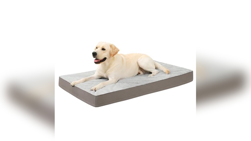 Best Bed For Incontinent Dog