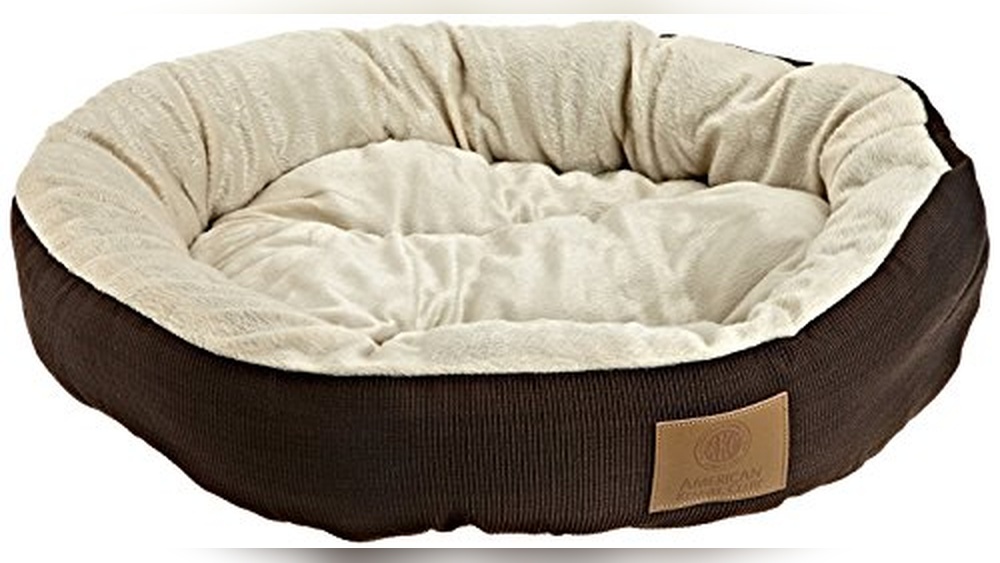 Best Beds For English Bulldogs