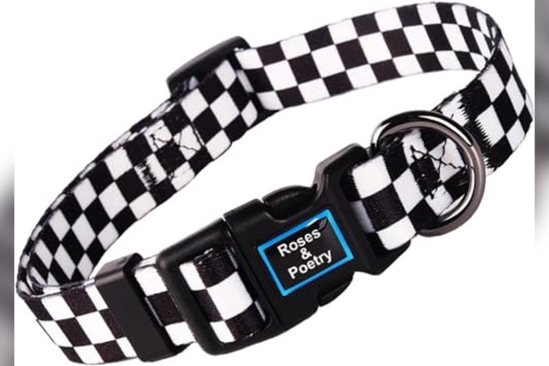 Best Collar Color For Black And White Dog: Top Picks & Tips