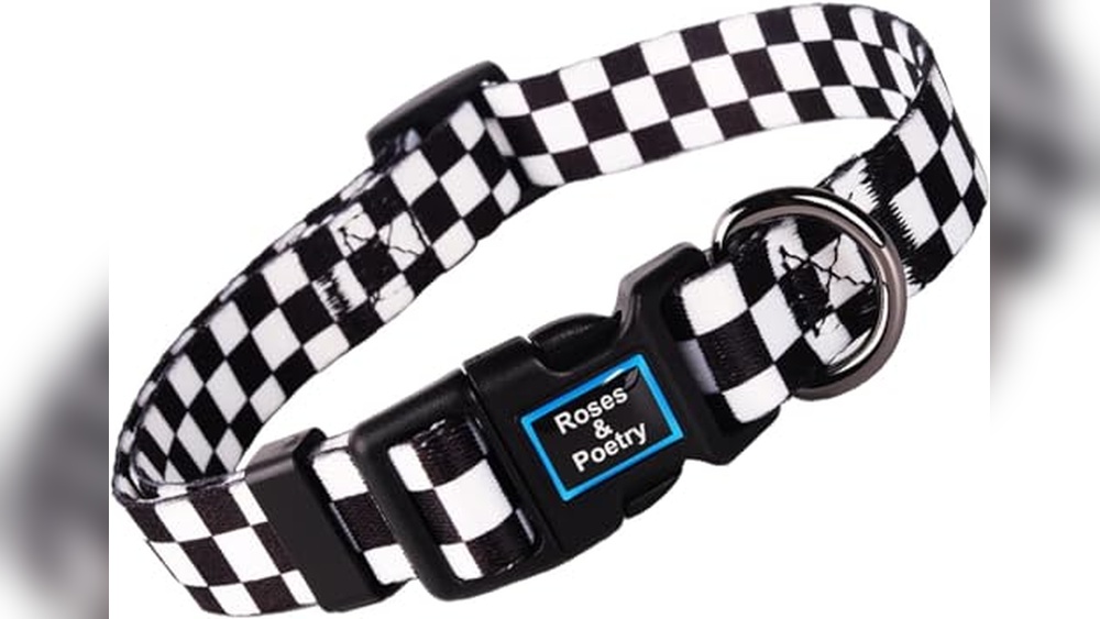 Best Collar Color For Black And White Dog