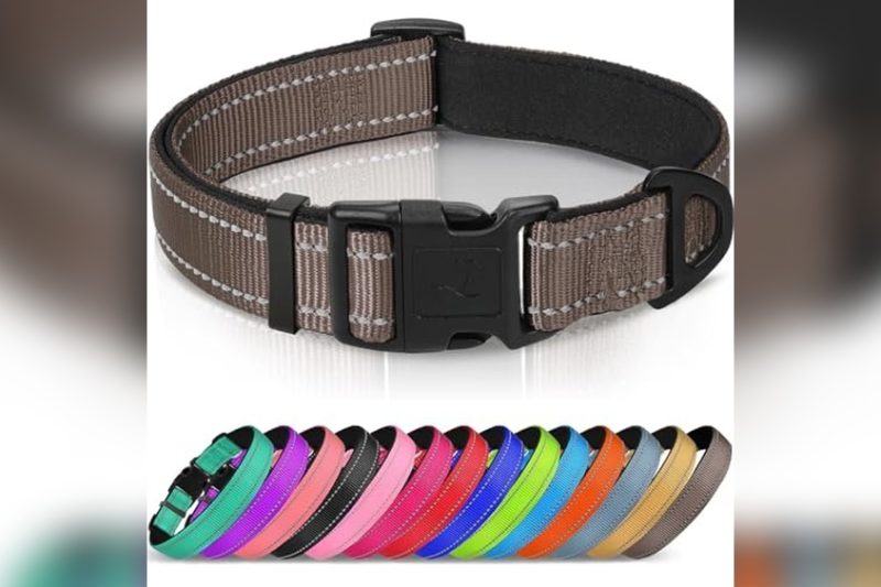 Best Collar Color For Brown Dog: Top Picks & Expert Tips