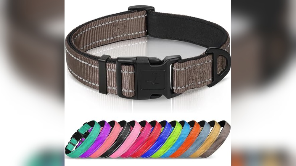 Best Collar Color For Brown Dog