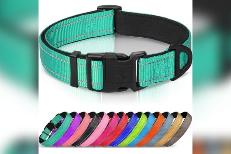 Best Collar For Bernese Mountain Dog: Top Picks & Reviews 2024