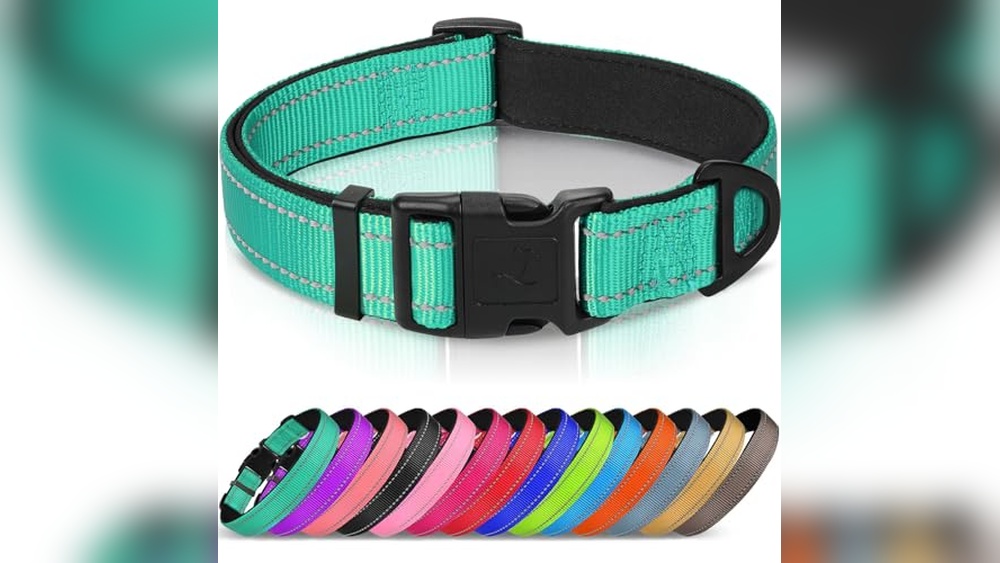 Best Collar For Bernese Mountain Dog