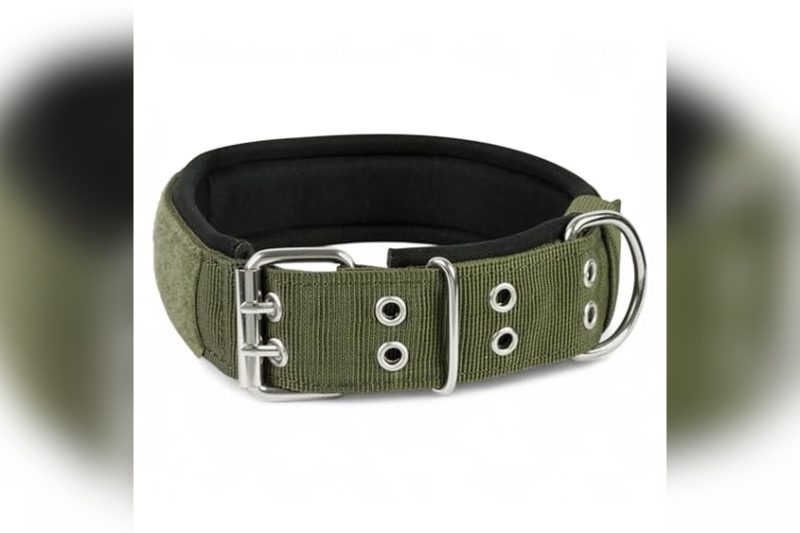 Best Collar For Hunting Dog: Top Picks for Durability & Comfort