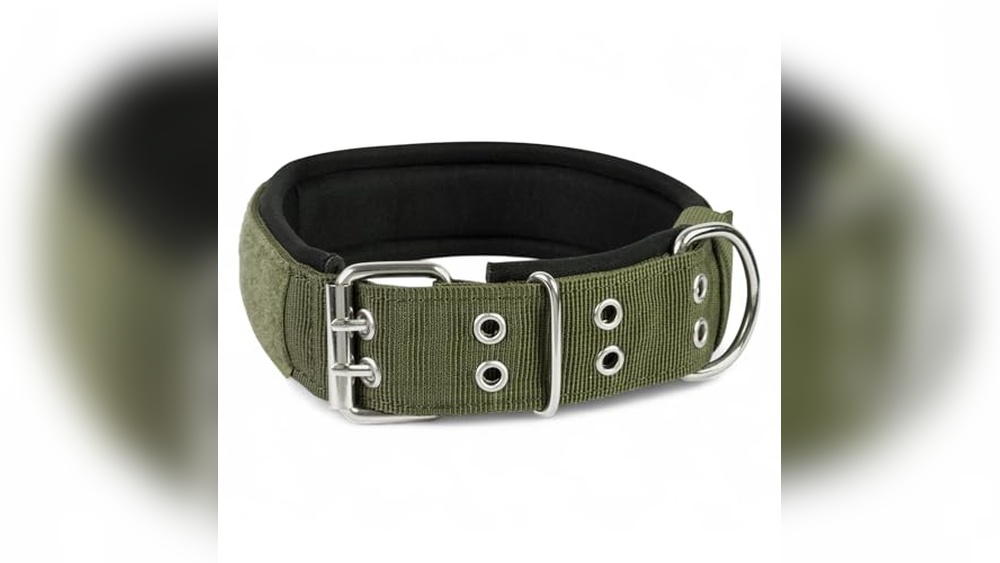 Best Collar For Hunting Dog