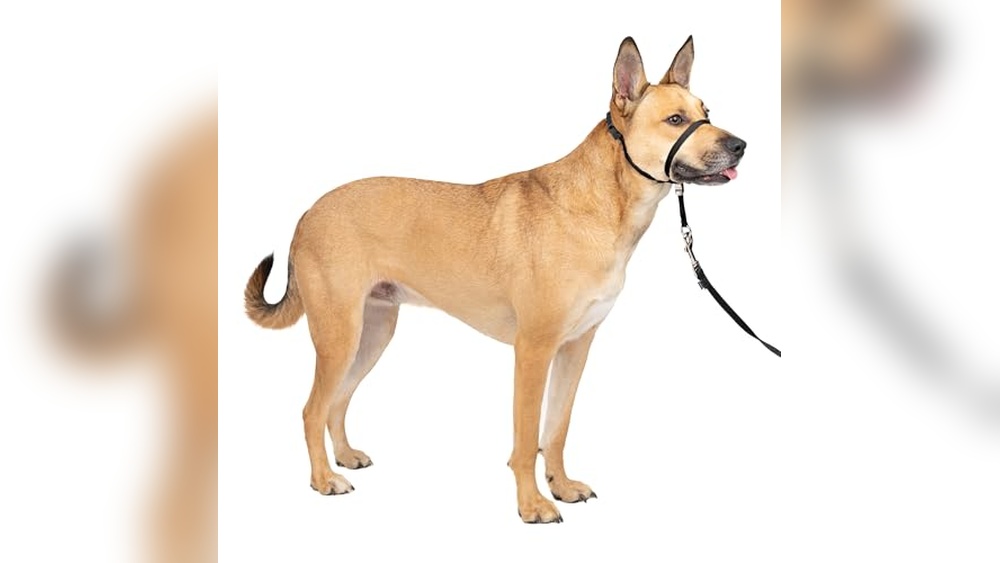 Best Collar For Reactive Dog