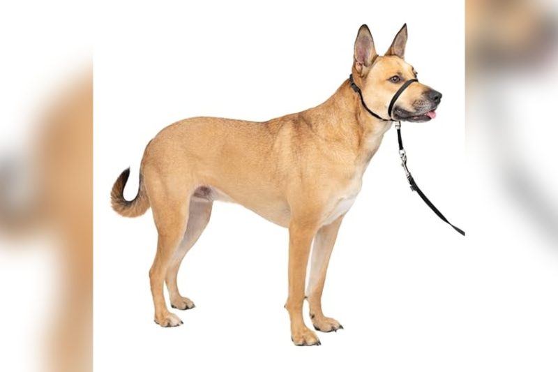 Best Collar For Reactive Dog: Top Picks for Safe Control