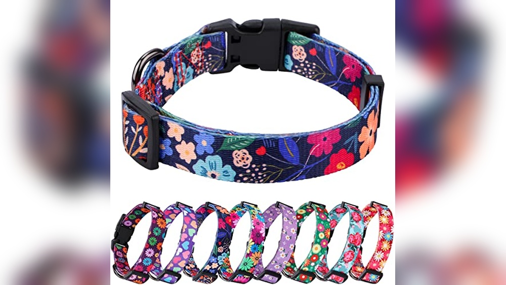 Best Color Collar For Black Dog