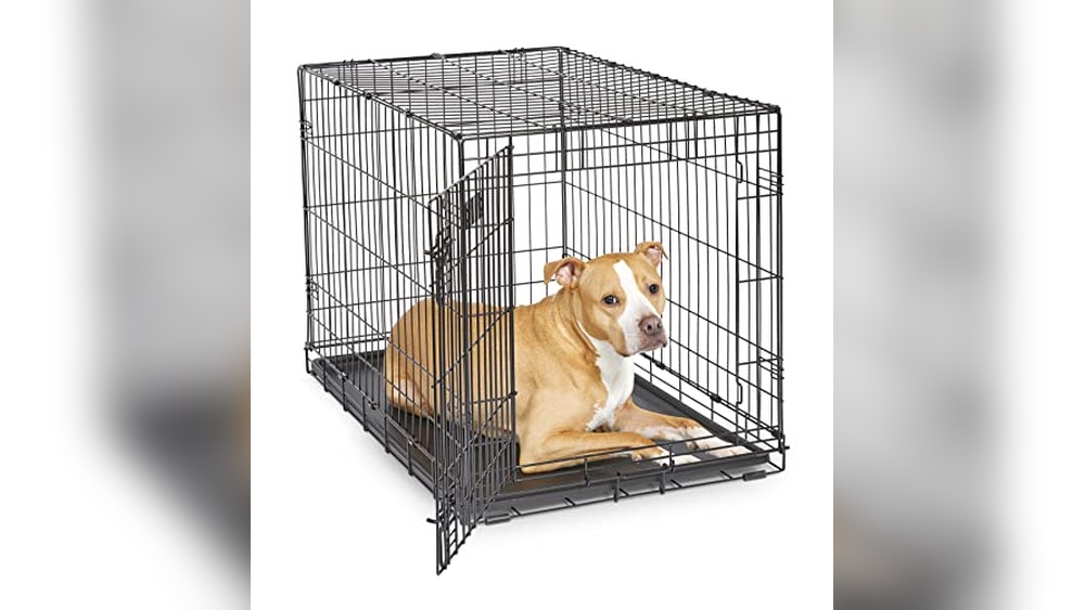 Best Crate For Bernese Mountain Dog