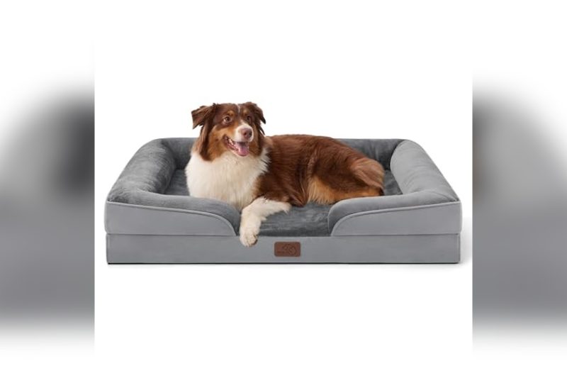 Best Dog Bed Arthritis Relief: Top Picks for Comfort & Support