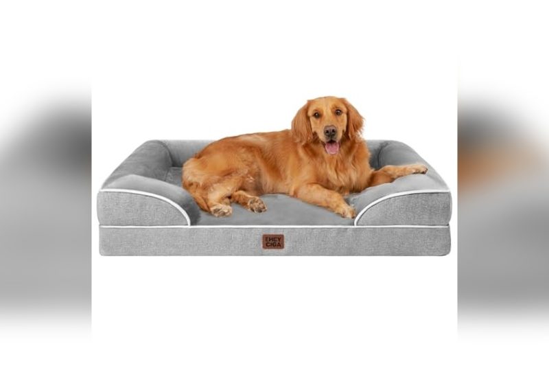 Best Dog Bed For Bernese Mountain Dog: Top Picks Reviewed
