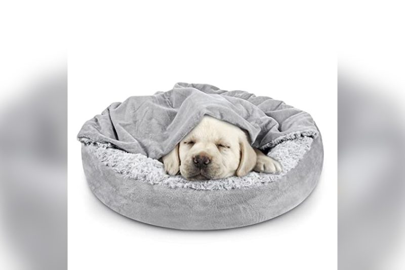 Best Dog Bed For Burrowers: Top Cozy Picks Reviewed 2024