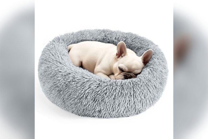 Best Dog Bed For Chihuahua: Top Cozy Picks Reviewed 2024