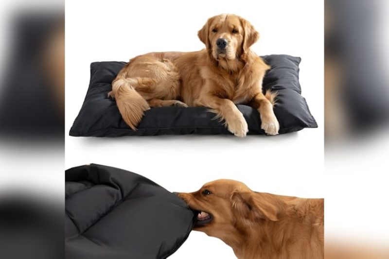 Best Dog Bed For Heavy Chewers: Durable & Comfy Picks 2024
