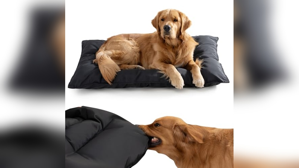 Best Dog Bed For Heavy Chewers