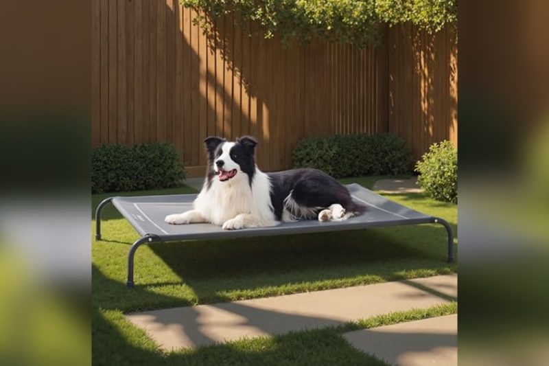 Best Dog Bed For Hot Weather: Top Cooling Picks Reviewed