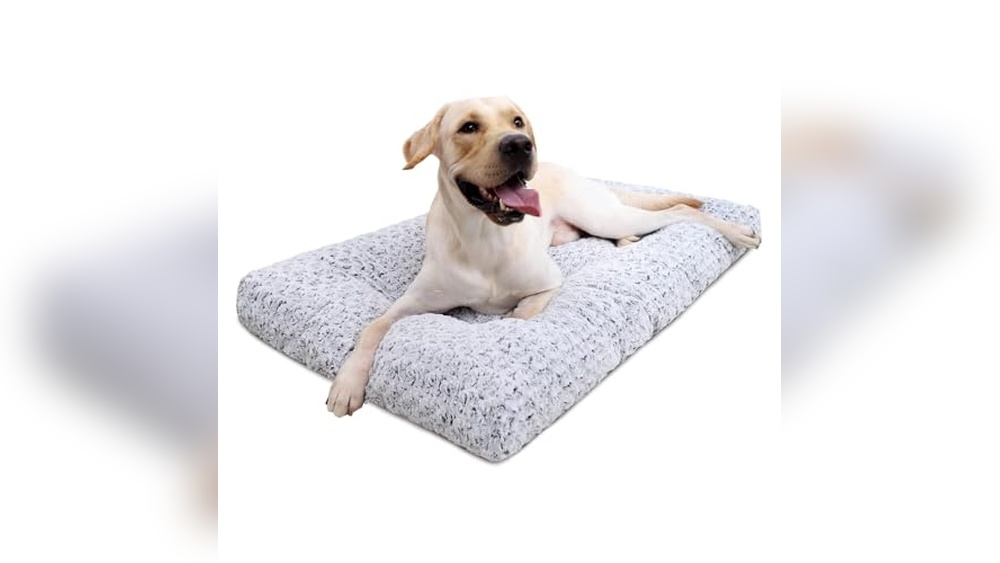 Best Dog Bed For Inside Crate