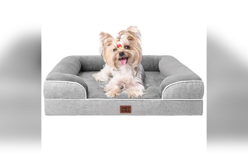 Best Dog Bed For Small Senior Dogs: Top Cozy Picks 2024