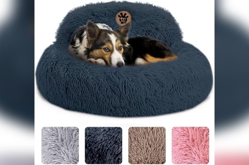 Best Dog Beds For Anxious Dogs: Top Cozy Picks Reviewed