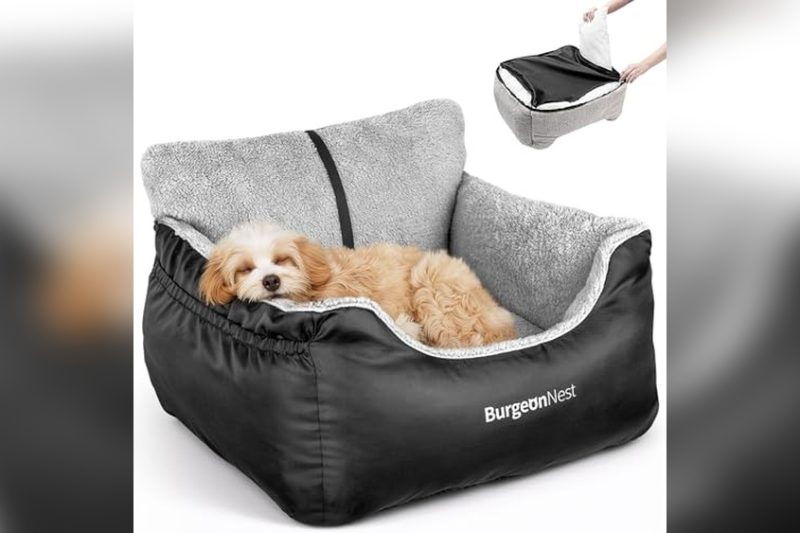 Best Dog Beds For Car Travel: Top Cozy Picks Reviewed
