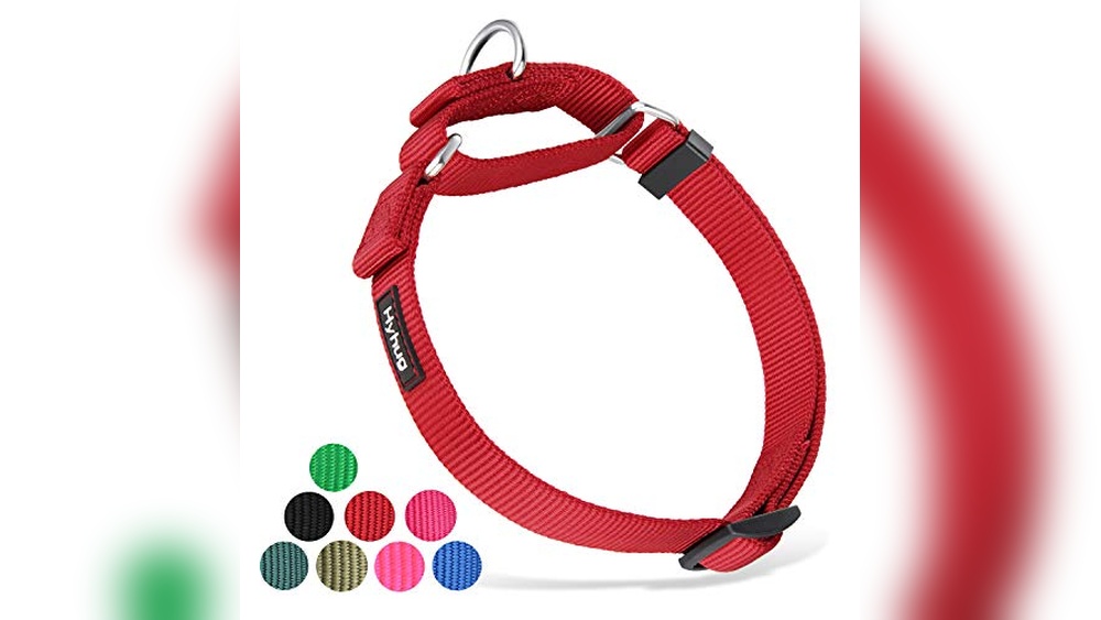 Best Dog Collar For Escape Artist