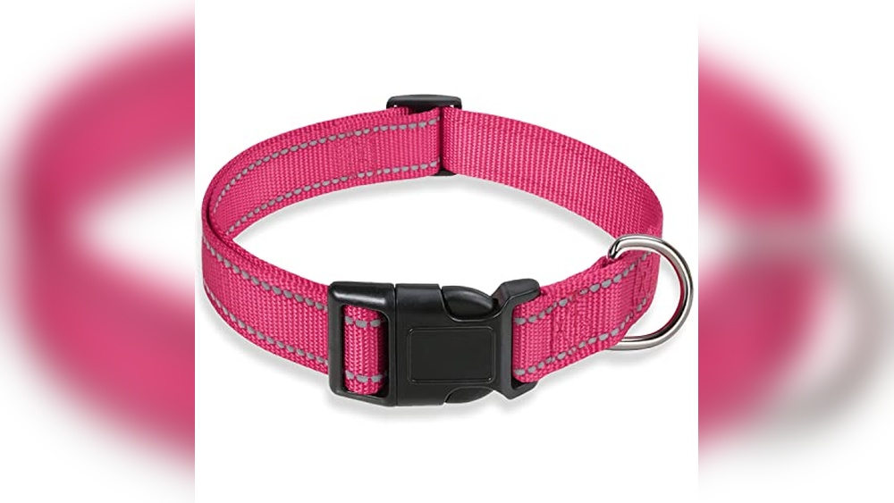 Best Dog Collar For Shih Tzu