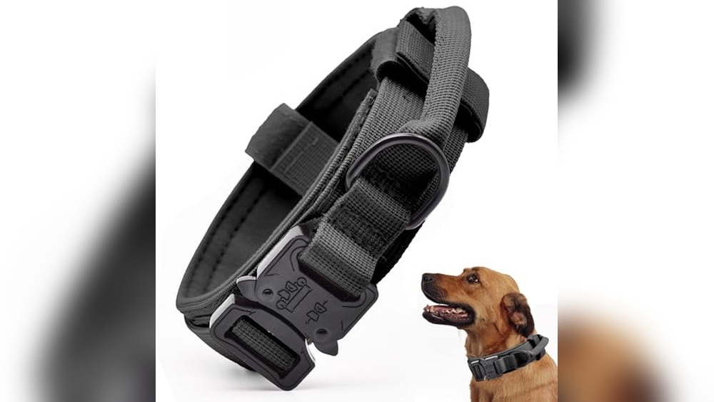 Best Dog Collars For Cane Corso
