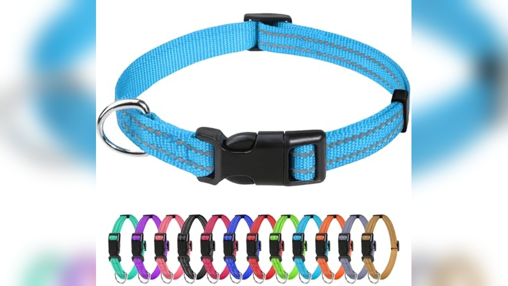 Best Dog Collars For Small Breeds
