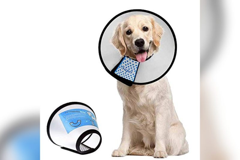 Best Dog Cone Collar Reviews: Top Picks for Comfort & Safety