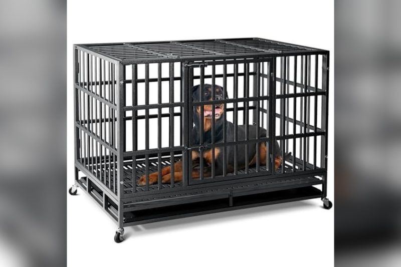 Best Dog Crate For Anxiety: Top Calm & Cozy Choices Reviewed