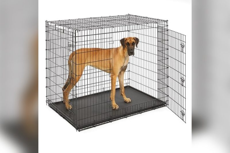Best Dog Crate For Mastiff: Top Safe & Comfy Picks 2024