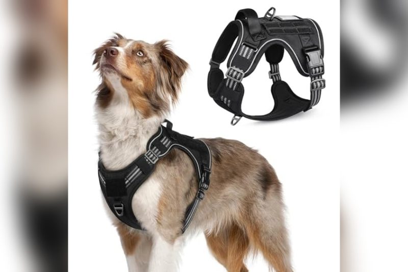 Best Dog Harness For Australian Shepherd: Top Picks Reviewed
