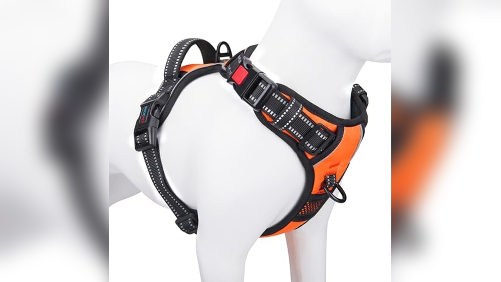 Best Dog Harness For Camping