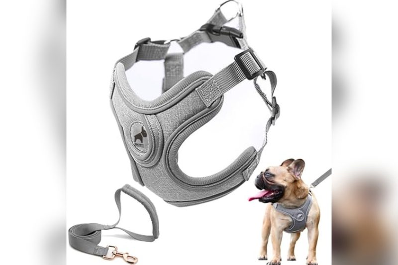 Best Dog Harness For Frenchies: Top Picks for Comfort & Fit