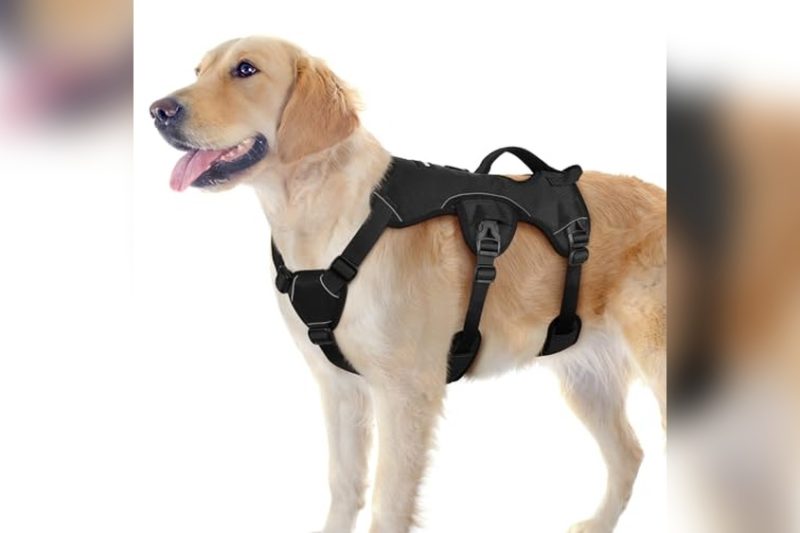 Best Dog Harness With Handle For Lifting: Top Picks 2024