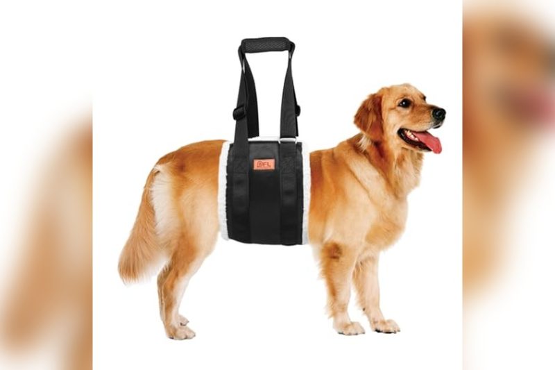 Best Dog Lift Harness For Stairs: Top Picks & Honest Review