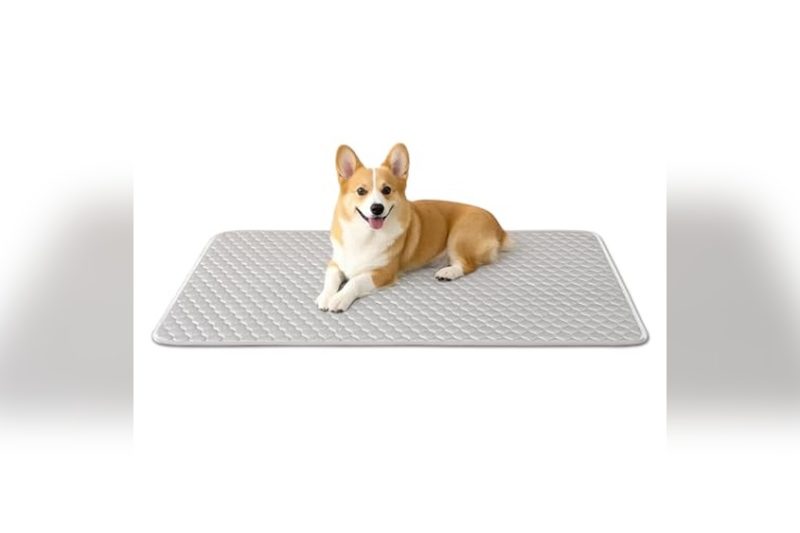 Best Dog Pads For Crates: Top Picks for Comfort & Cleanliness