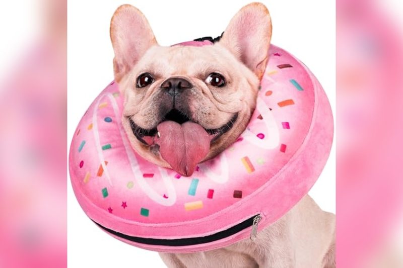 Best E Collar For French Bulldog: Top Picks & Honest Reviews