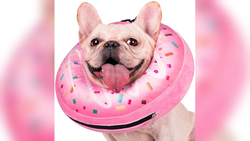 Best E Collar For French Bulldog