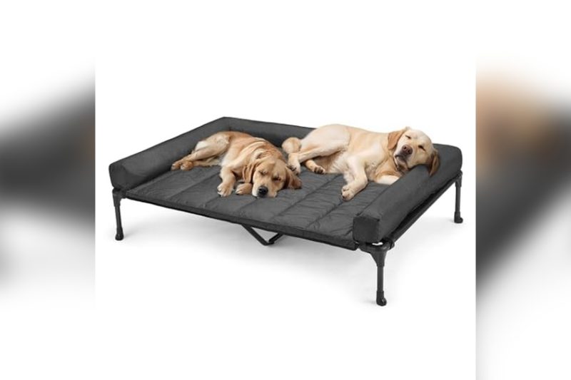 Best Elevated Dog Bed For Great Dane: Top Picks & Reviews 2024