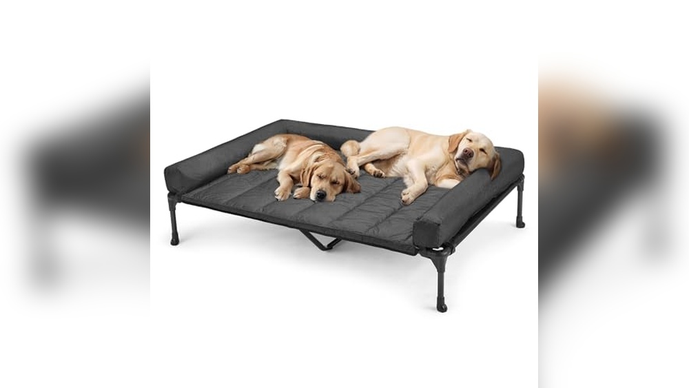 Best Elevated Dog Bed For Great Dane