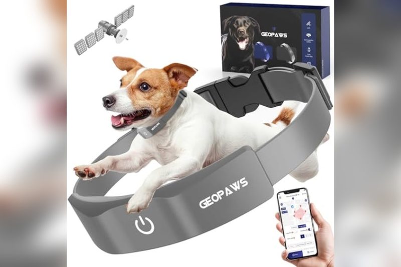 Best GPS Fence Dog Collar: Top Picks for Safe Pets 2024