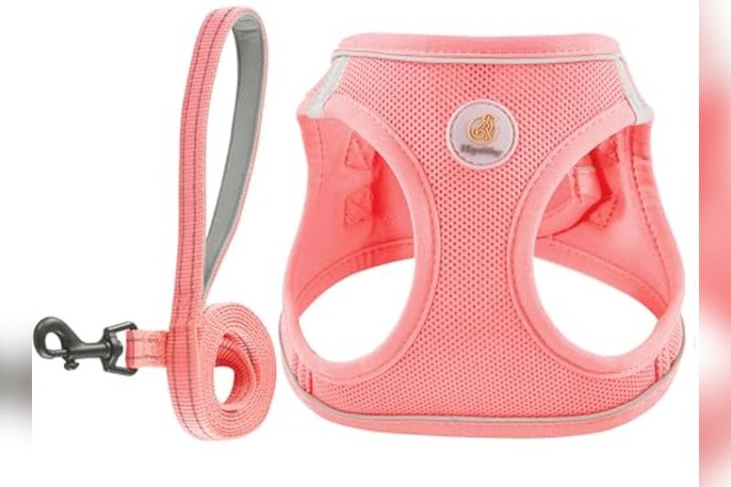 Best Harness For 10 Lb Dog: Top Picks for Comfort & Safety