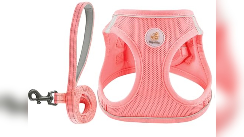 Best Harness For 10 Lb Dog