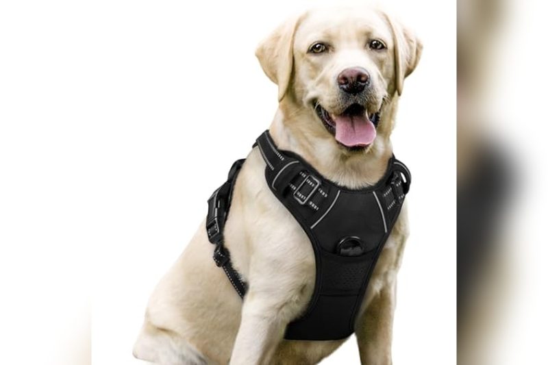 Best Harness For 50 Lb Dog: Top Picks for Comfort & Control