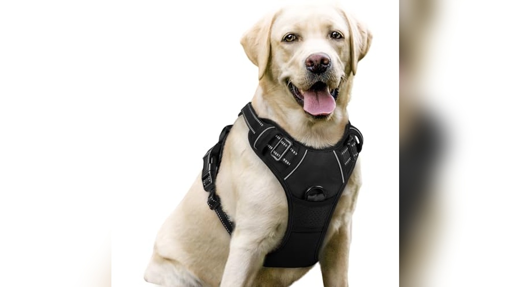 Best Harness For 50 Lb Dog
