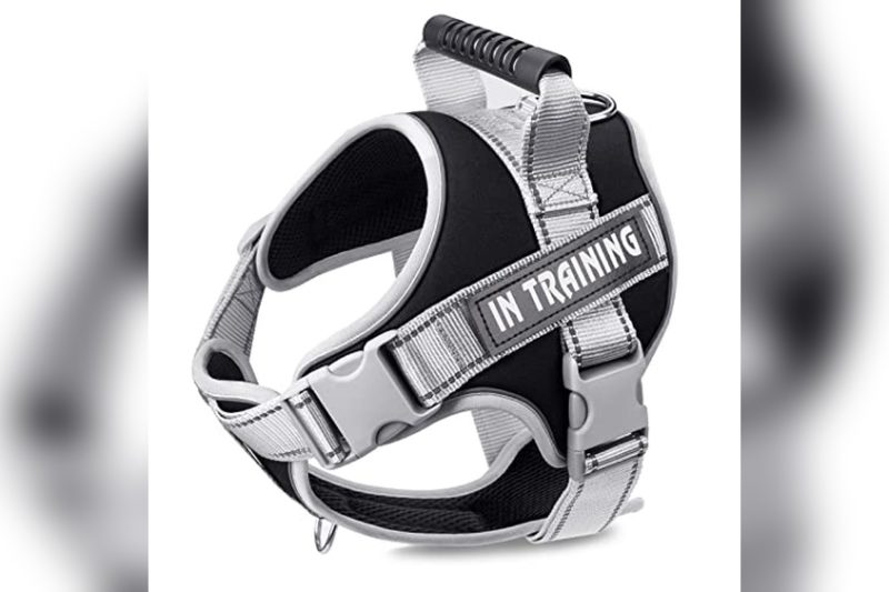 Best Harness For Australian Cattle Dog: Top Picks & Reviews