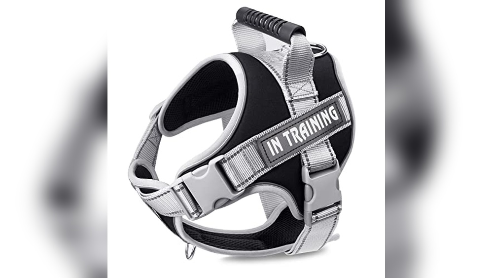 Best Harness For Australian Cattle Dog