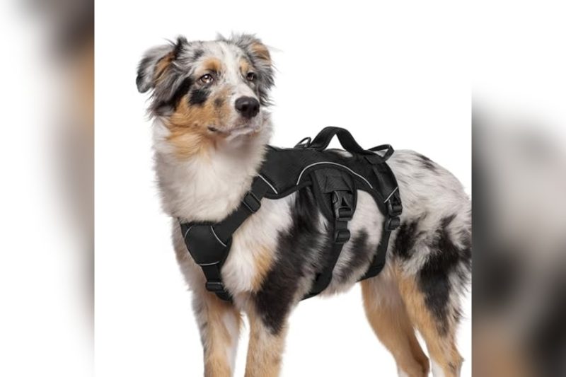 Best Harness For Dogs That Slip Out: Top Secure Picks 2024
